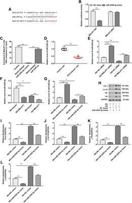 lncRNA MALAT1 Promotes Renal Fibrosis in Diabetic Nephropathy by Targeting the miR-2355-3p/IL6ST Axis